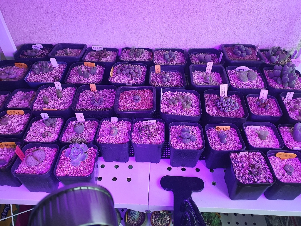 갑조네 알로카시아 공기정화식물 미세먼지제거 먼지먹는식물 생화 인테리어식물 실내공기정화식물 알록카시아 리뷰후기