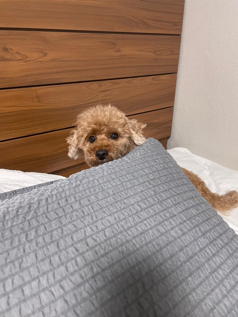 타카타카 프리미엄시어서커 그레인 여름 베개커버