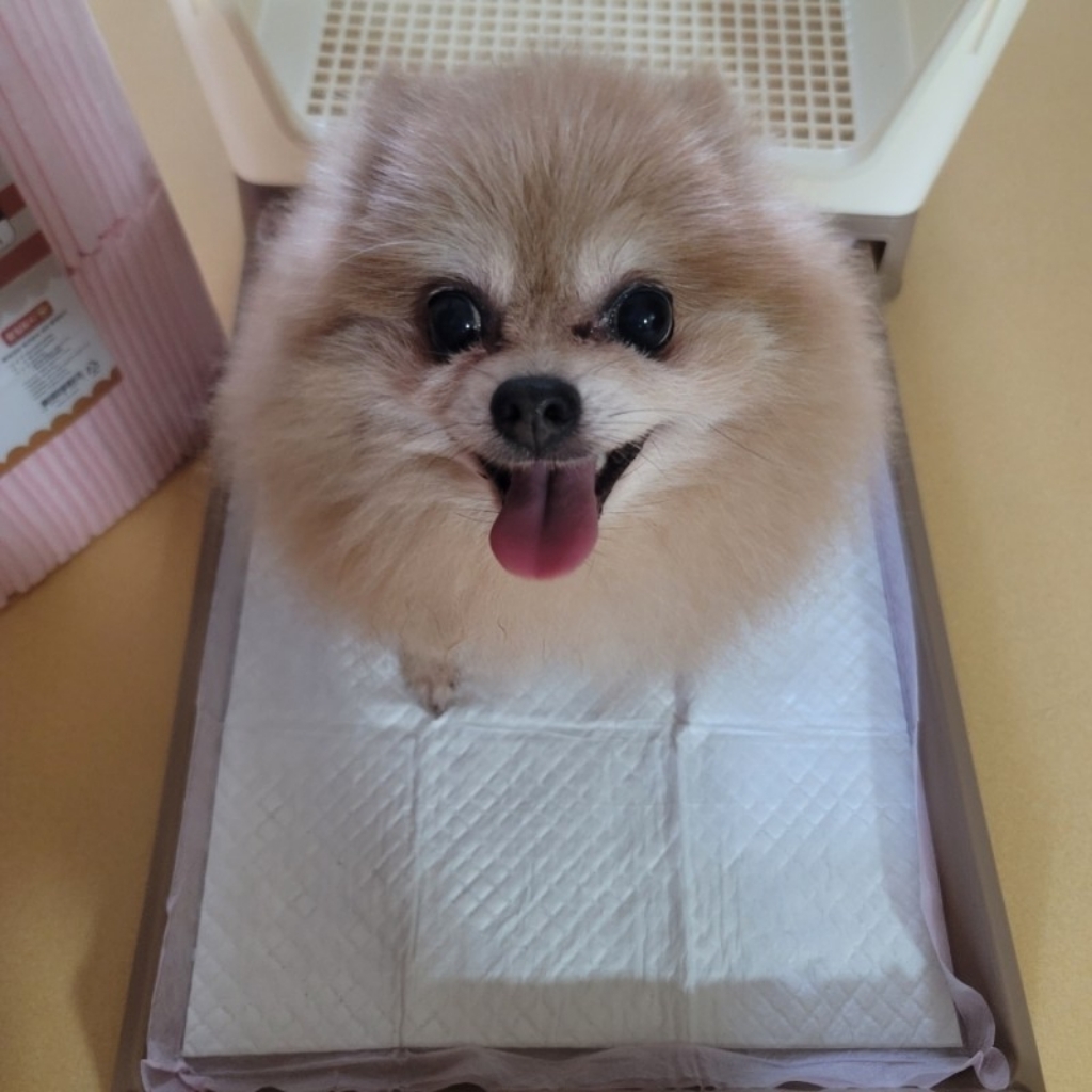 요기쏘 서랍형 3면 울타리 튐 방지 강아지 화장실