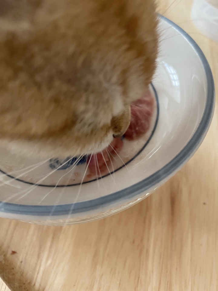 생식선생 고양이 생식 파우치 12개