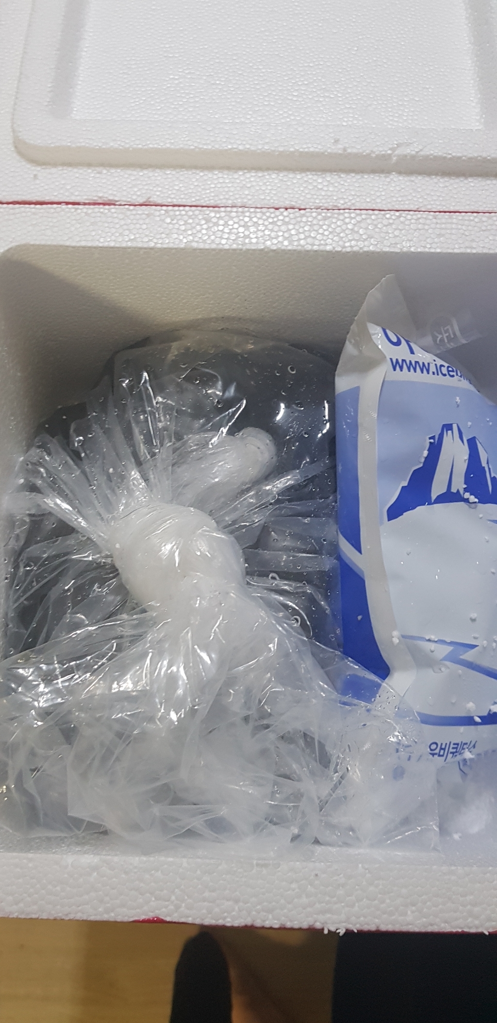 충남태안 생물 활갯고동 빠리고동 살아서 싱싱하게