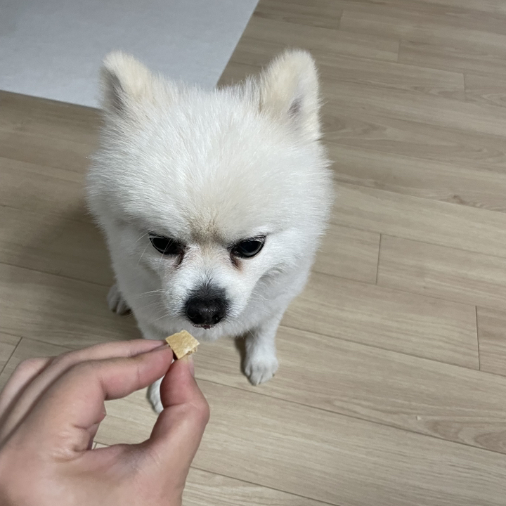 펫보타닉스 오메가트릿 오리 레시피