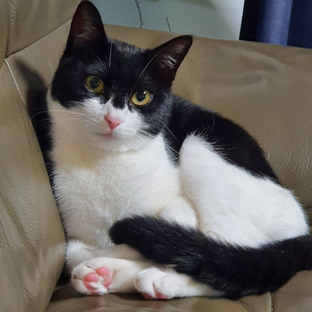 퍼시캣 전연령용 고양이 레시피 사료