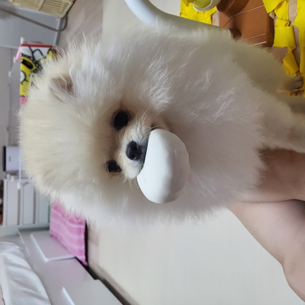바잇미 강아지 내동생 라텍스 장난감