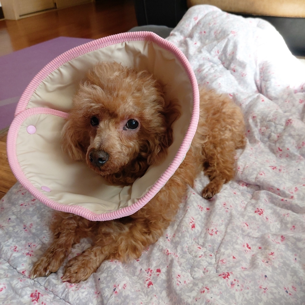 ETCA 반려동물 소프트 경량 쿠션 넥카라