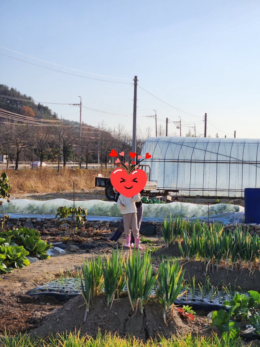 [친환경마켓] 붕사비료 배추 고추 무 붕산 붕사 복합비료 텃밭 주말농장 가정원예용 식물영양제 비료 땅부자 모두싹