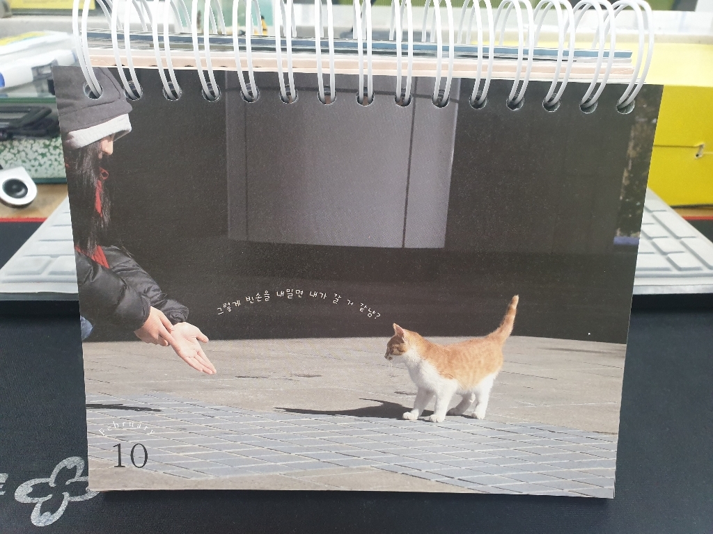 365일 고양이 일력:1일 1고양이를 선물합니다