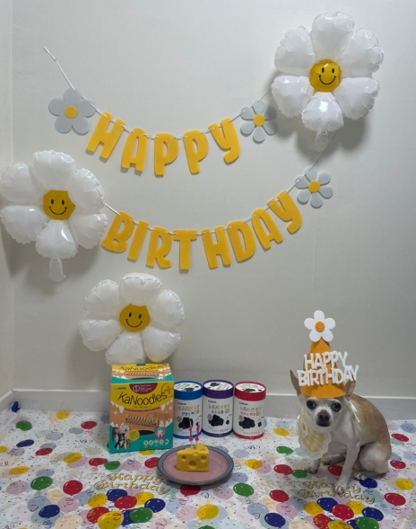 하피블리 강아지 생일파티 생일파티용품