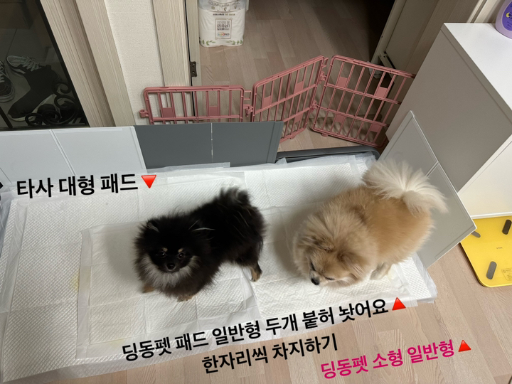 딩동펫 반려동물 일반형 제로 배변패드 무향 100매