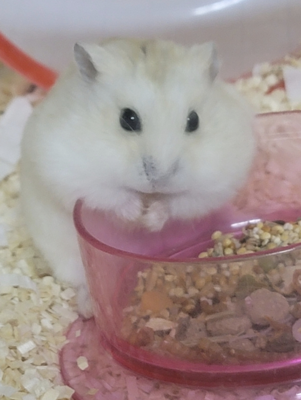 BUNNY 햄스터사료 드워프햄스터 드림 엑스퍼트 25937