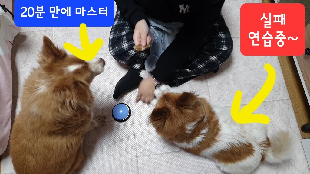 ETCA 강아지 애견 녹음벨 훈련용품 장난감 4종