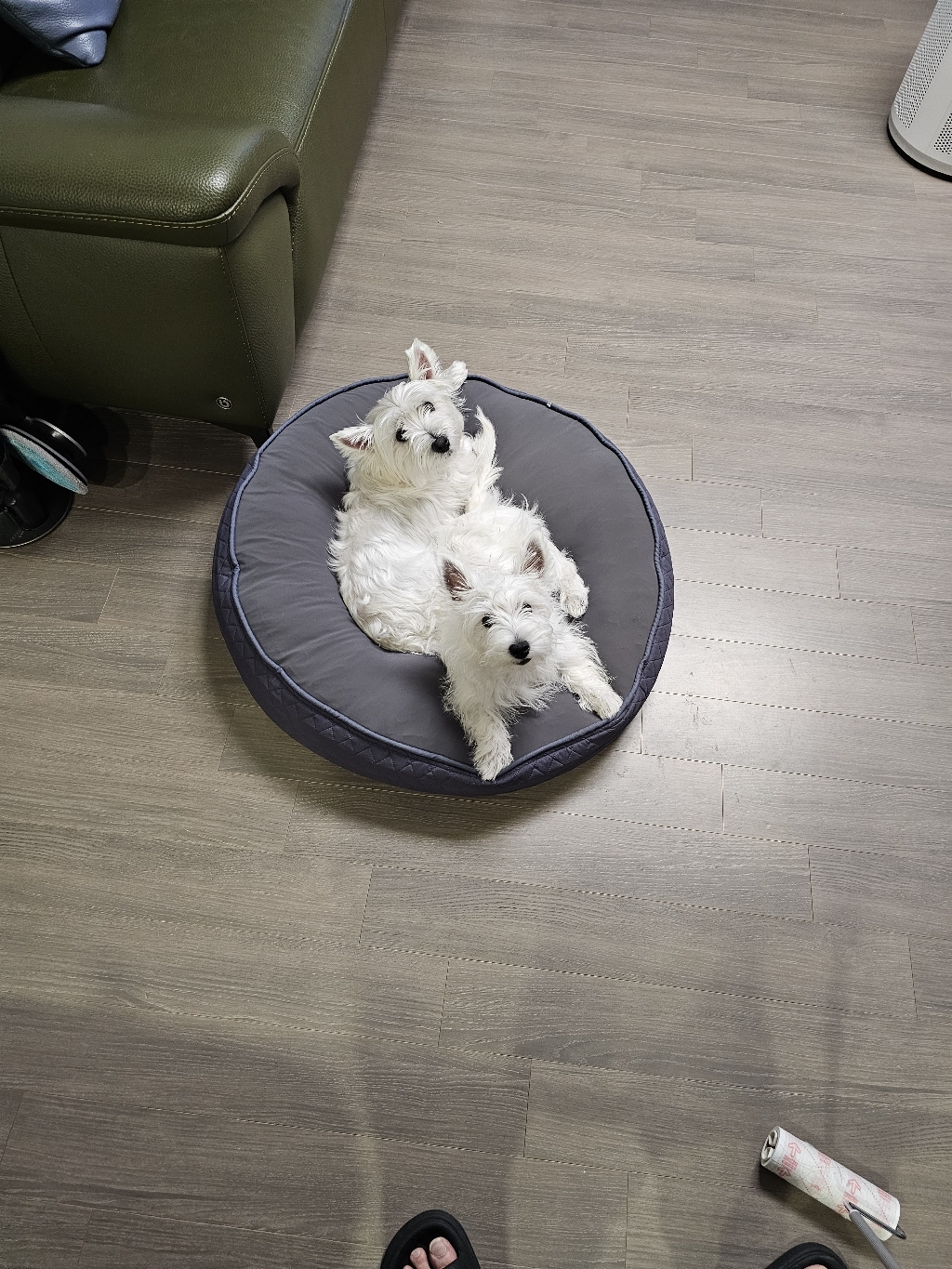 초코펫하우스 강아지 무중력 우주 방석 2, 그레이, 프리미엄형(지름 80cm x 높이 20cm), 1개