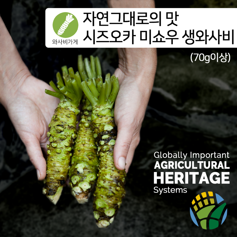 자연 그대로의 맛, 시즈오카 미쇼우 생와사비 생와사비뿌리