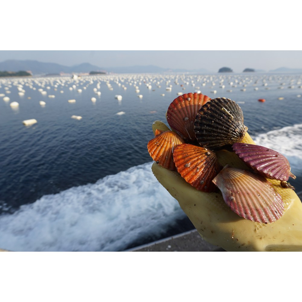 바다별수산 통영 홍가리비, 신선함과 풍부한 맛의 만남!