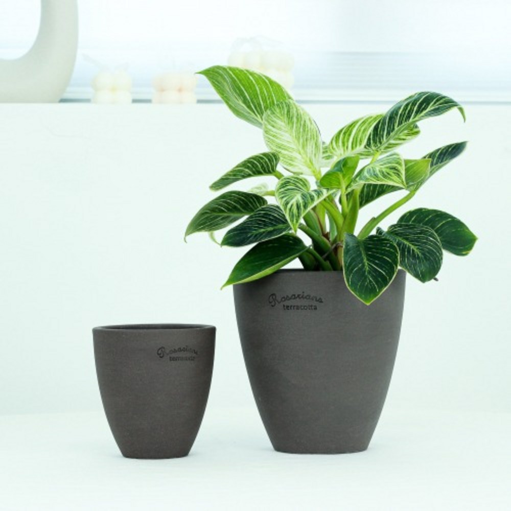 품위 있는 컬렉션의 스타: 로자리안 수제 베리팟 에보니 12호