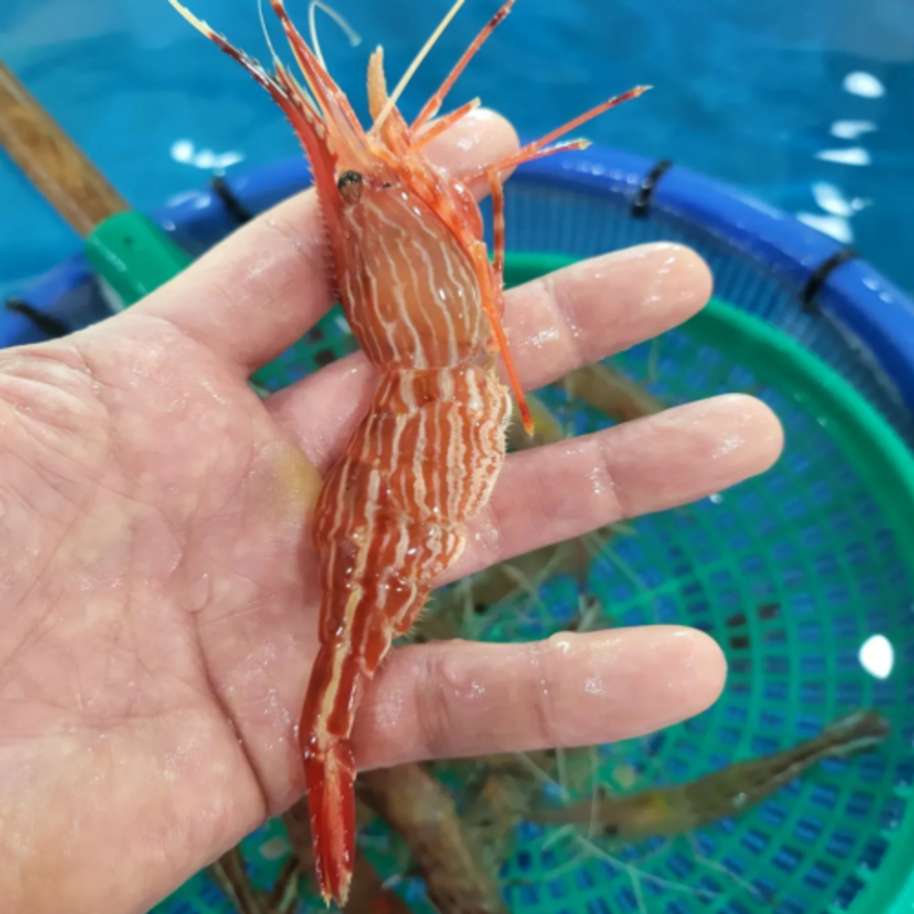 독도 앞바다의 싱싱함을 당신의 식탁으로, [고니네농수산] 활 독도꽃새우