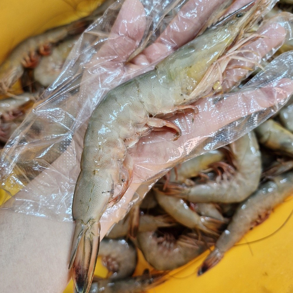 서해 바다의 풍미, 싱싱해몰 자연산 대하를 맛보세요!