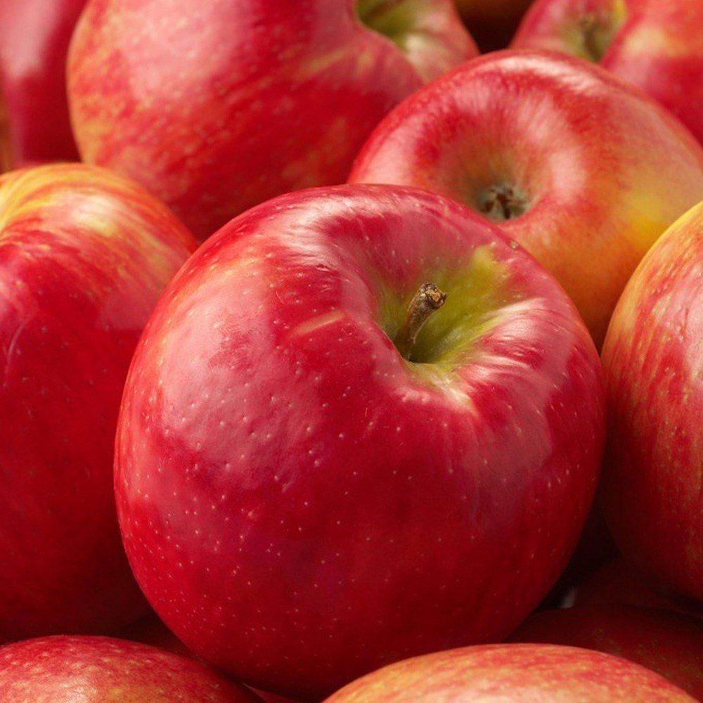 36년 장인의 손길, 꿀처럼 달콤한 홍로사과