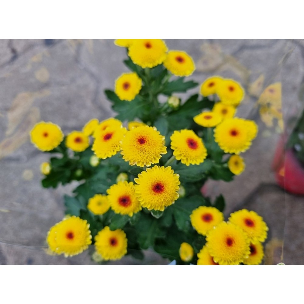 떡잎상가의 봄, 노랑소국으로 집안에 봄을 들이세요!