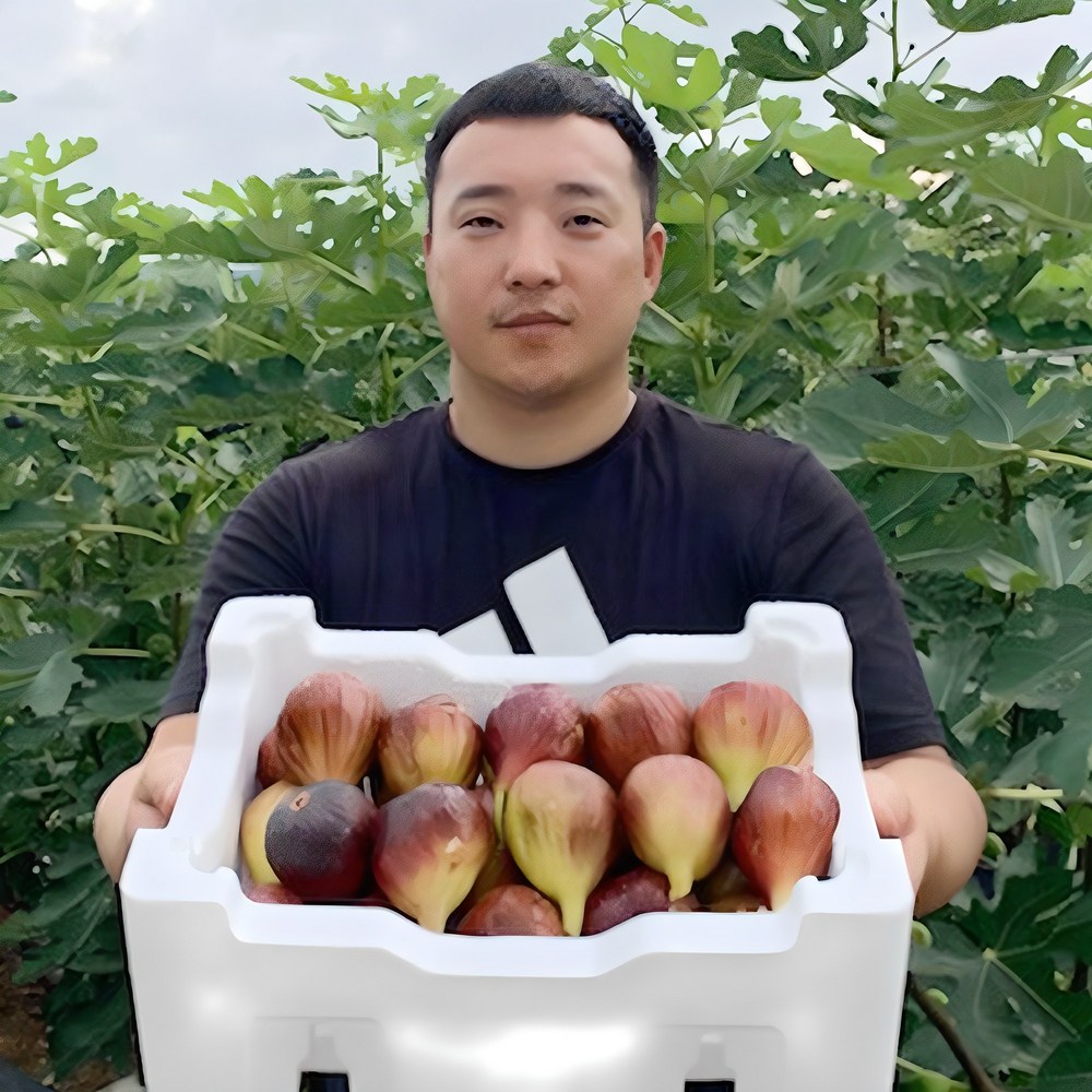 입안 가득 퍼지는 달콤함, 영암 무화과 산지 직송!