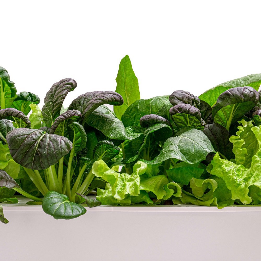 오디가 수경재배기: 가정에 싱싱한 채소밭을 만드세요!