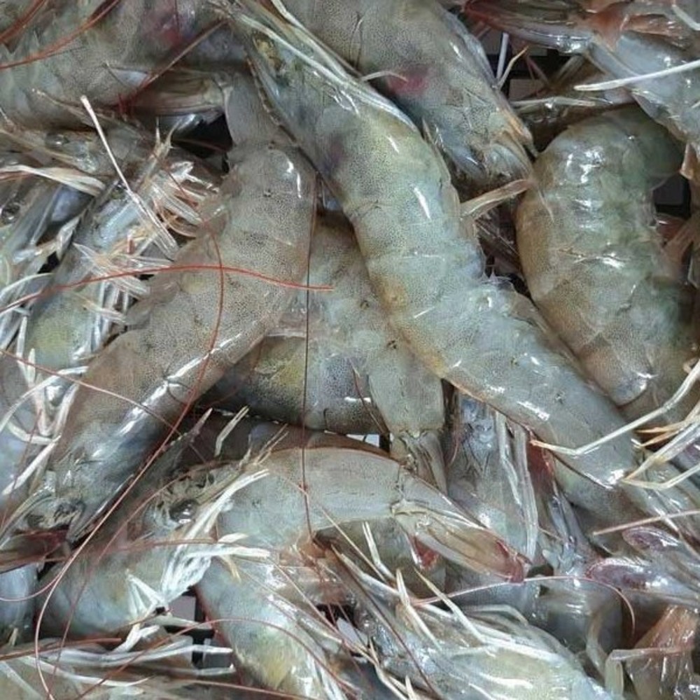 제철 흰다리새우, 지금 바로 맛보세요!