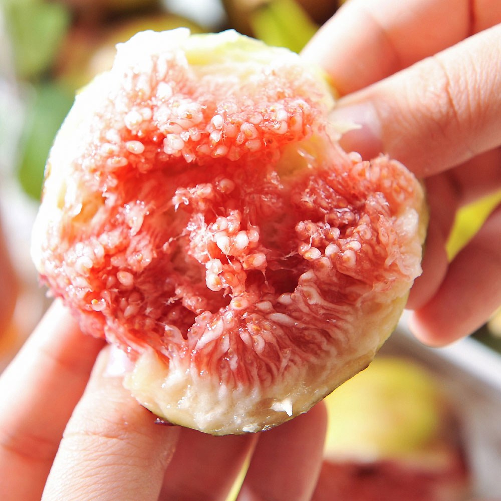 입안 가득 퍼지는 달콤함, 영암 무화과 산지 직송!