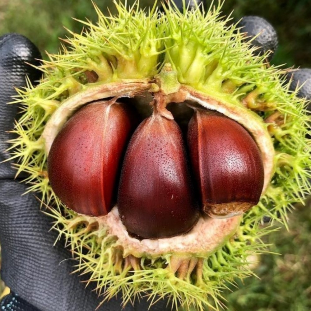 꿀당 알밤 햇밤 왕밤, 풍성한 가을의 맛을 집으로!