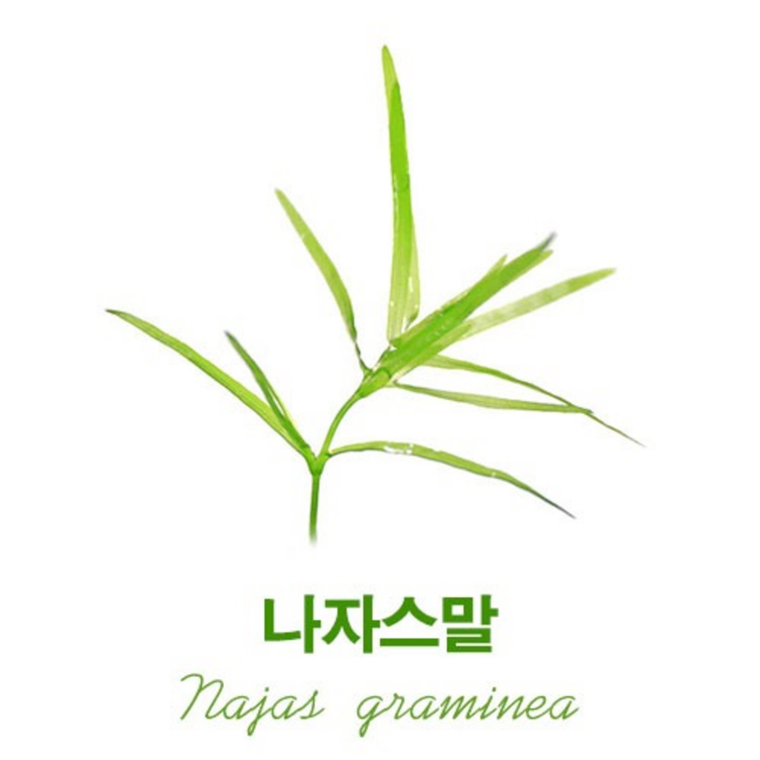 나자스말 수초 키우기 새우 은신처 리뷰 나자스말