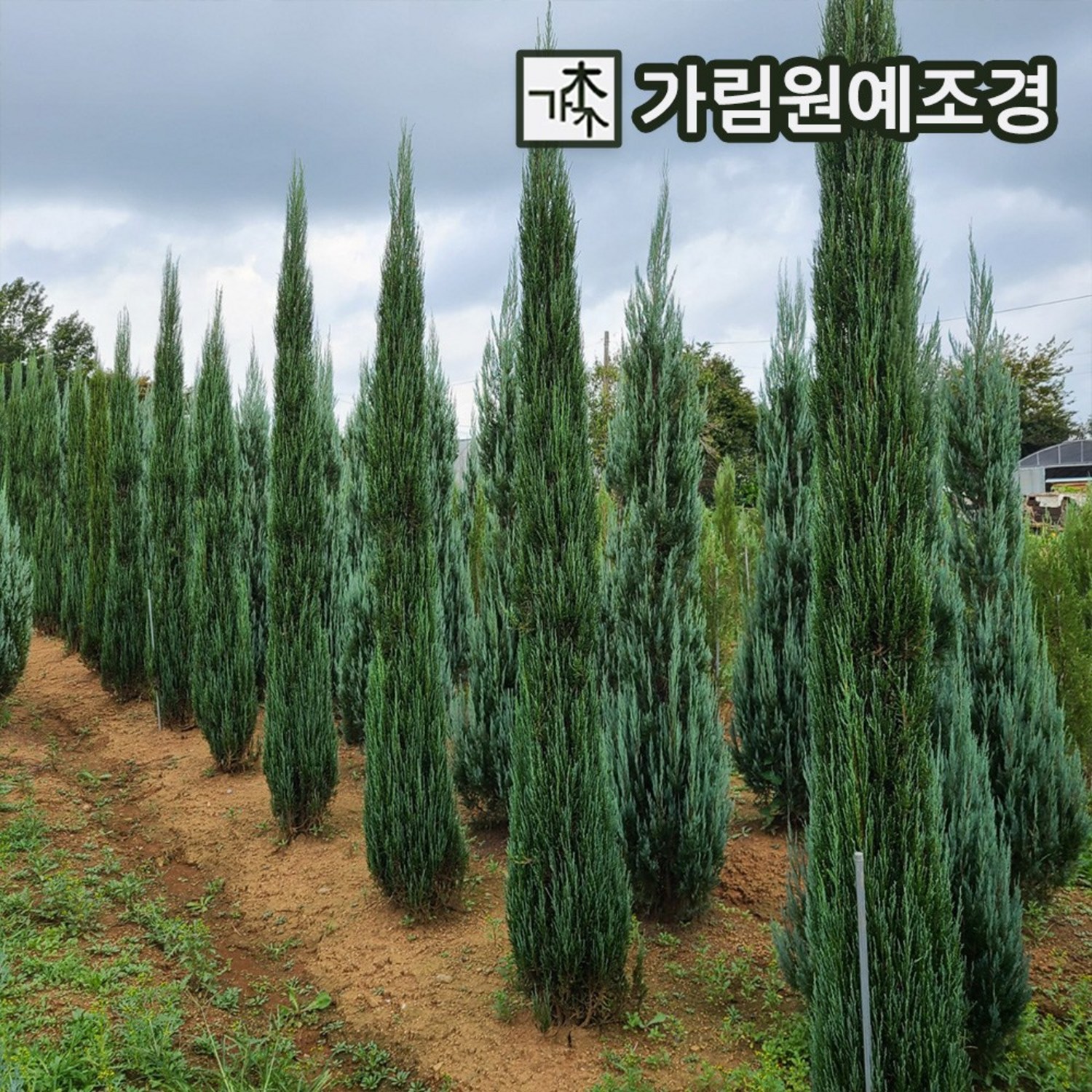 블루애로우 3년생 포트 나무 묘목의 매력 블루애로우