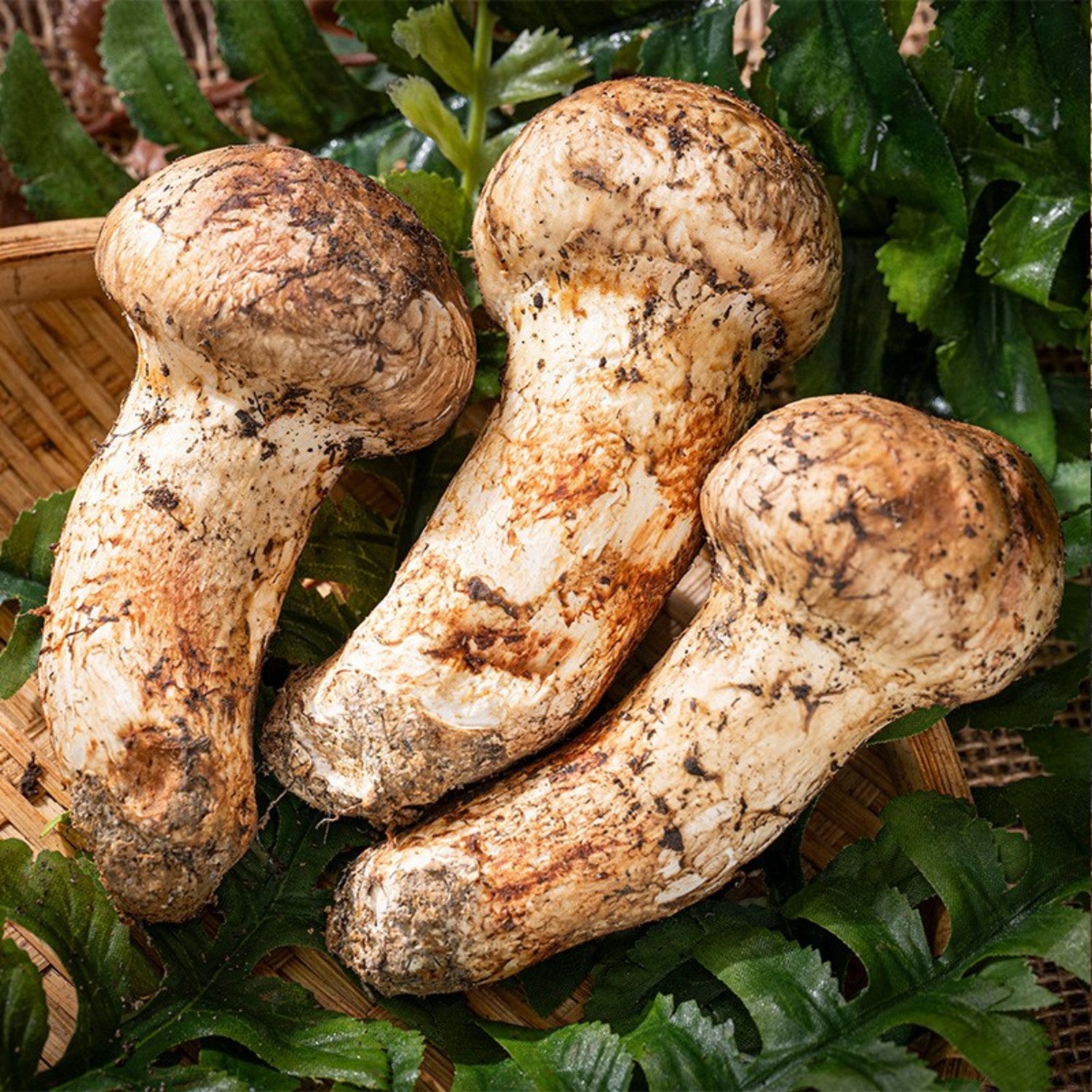 가을의 풍미, 명품 송이버섯, 특별한 선물