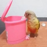 핑크 × 1개