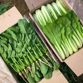어린열무 2kg 얼갈이 2kg × 1박스