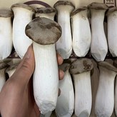 새송이2kg(끝판왕)