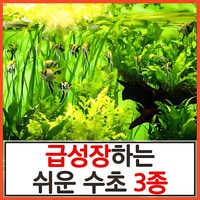 수초하우스) 급성장하는 쉬운 수초 3종 세트(총32줄기), 1개