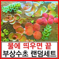 수초하우스) 물에 띄우면 끝. 초보 부상수초 랜덤세트(알아서 보내줌), 심플세트, 1개