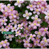 몬타나 으아리 [3포트 복남이네야생화 모종 덩쿨 덩굴식물 클레마티스 clematis], 1개