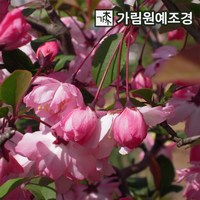 서부해당화 묘목 120L포트 가림원예조경, 1개