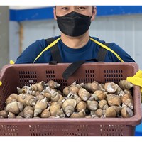 [당일조업] 산소포장 포항 구룡포 동해안 백골뱅이 백고동 특대 대 중 소 1kg, 1개, 구룡포 활 백고동 500g(20미내외)