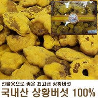 상황버섯 국산상황버섯 1Kg 상황버섯선물셋트 송이버섯 차가버섯 영지버섯, 1개