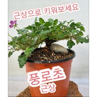 풍로초-소/풍노초 근상으로 키워보세요, 1개