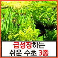 수초하우스) 급성장하는 쉬운 수초 3종 세트(총32줄기)