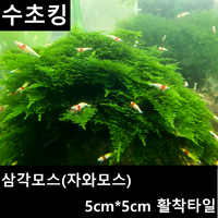 수초킹 키우기 쉬운 초보수초 삼각모스 (자와모스) 5cm*5cm 활착판, 3개