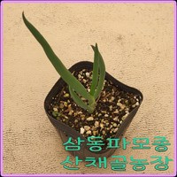 모종이야기 토종 대파 모종 / 삼동파(삼층파) 컵포트모종 / 1개당2000원, 10개