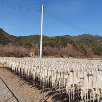 [오징어말리는집] 직접 말린 반건조오징어 피데기, 1개, 반건조 대 10마리(1.4~1.5kg)