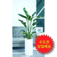 풀풀플랜트 개업 화분 대형 [수도권 당일배송] [수도권제외 택배배송] 공기정화 집들이 선물 승진 사무실 이전 병원 개원 식당 개업식 축하 화분 배달 일요일 오전가능 개업 선물, 1개, 03. 여인초