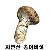 2024년 최고급 자연산 송이 버섯 자연 추석 설날 명절 선물세트, 2등급7cm 이상 500g