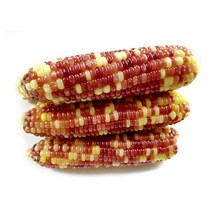 지오컴퍼니 알록달록 삶은 찰옥수수 20개 /홍찰얼룩이/대용량