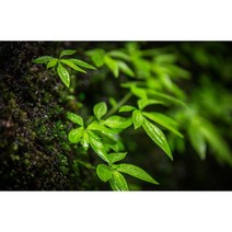 UVDS 주방아트보드 생기있는 새싹, 1개