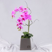 행복한세상 고급 9대호접 화분, 그레이(퍼플), 1개